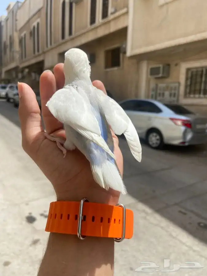 فرخ روز فخمم 2