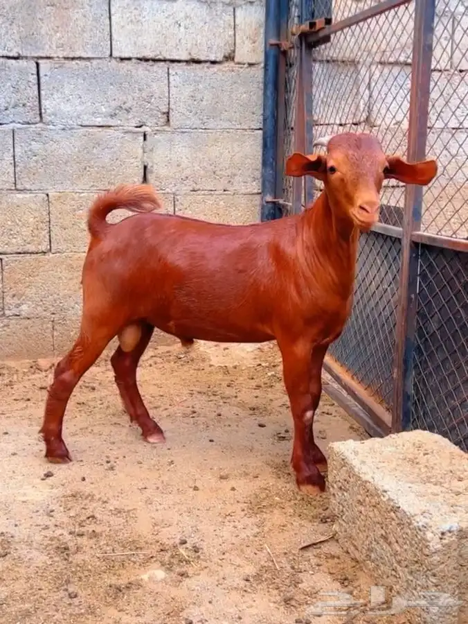 كلهاري تم البيع 8