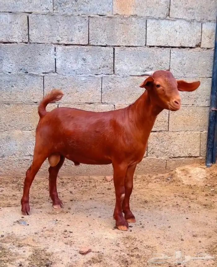 كلهاري تم البيع 9
