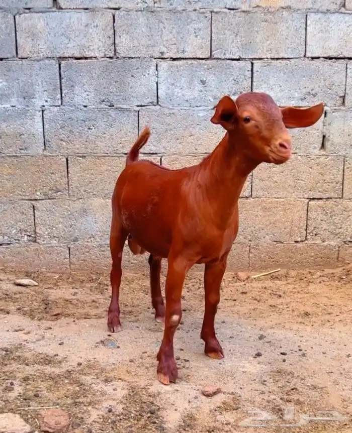 كلهاري تم البيع 6