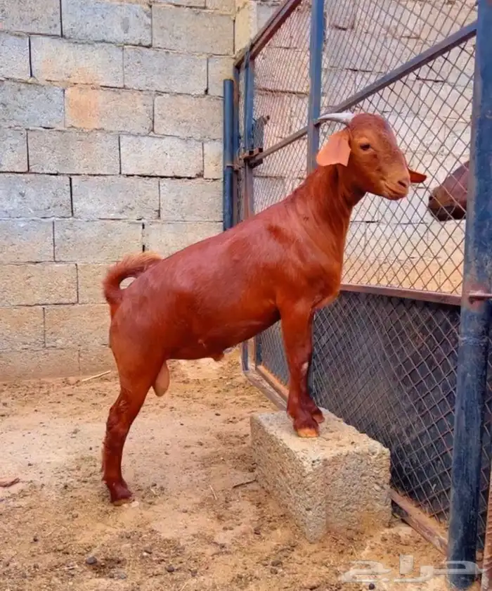 كلهاري تم البيع 3