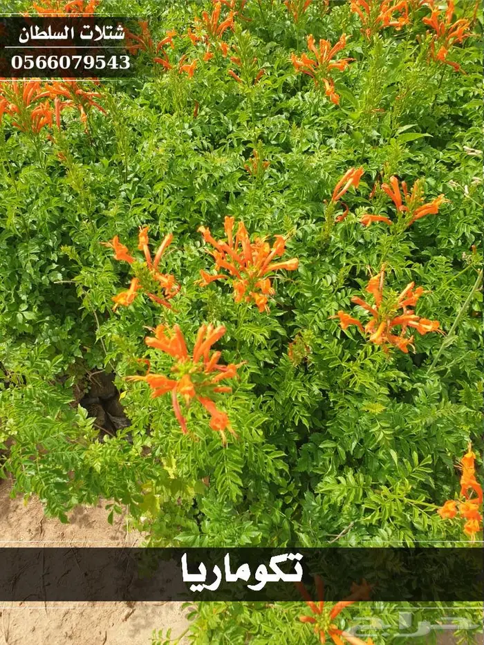 شتلات السلطان .. تبدا من 1.50 ريال 22
