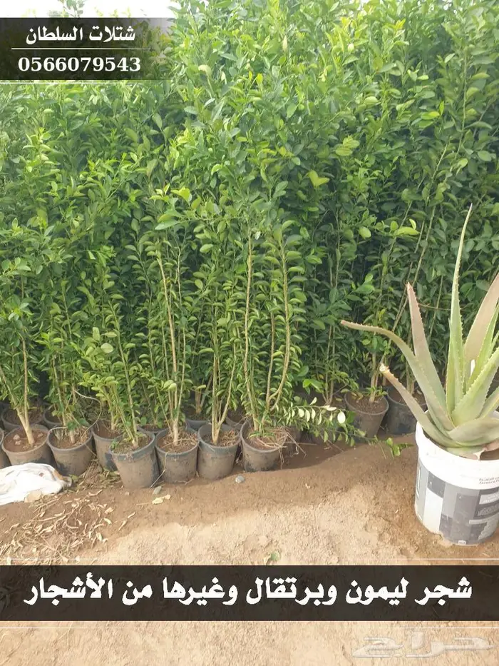 شتلات السلطان .. تبدا من 1.50 ريال 33