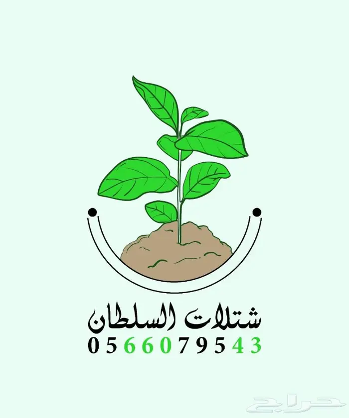 شتلات السلطان .. تبدا من 1.50 ريال 0