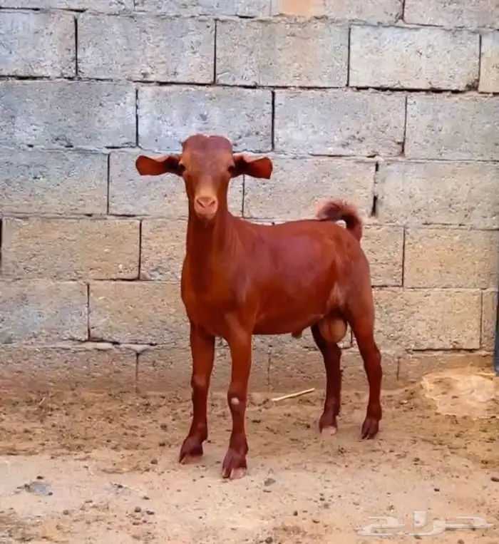 كلهاري تم البيع 4