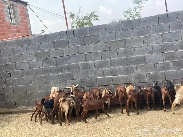 تيوس مندي ومحانذ البيع جملة وتفريد 2