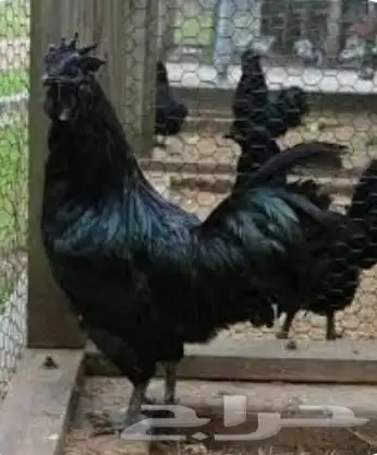 دجاج اندنوسي فاخر ابهاوضواحيها منطقه عسير 0