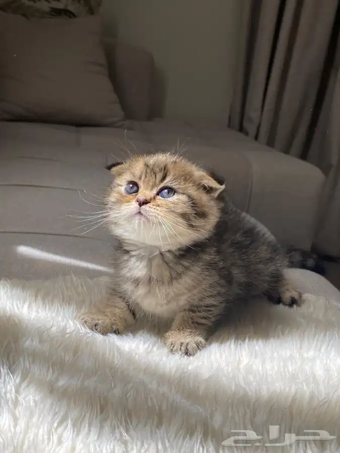 قطه سكوتش فولد بيور للبيع 0