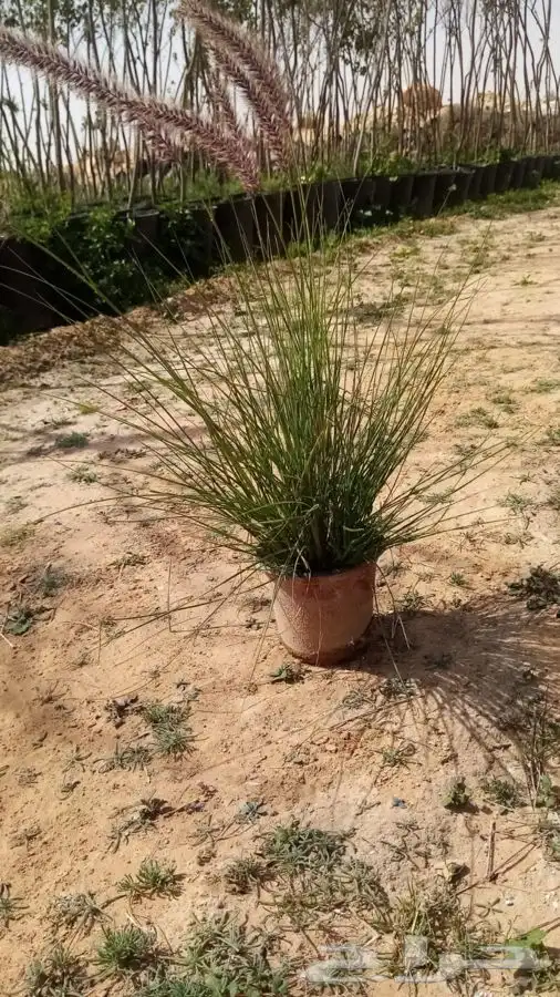 اشجار للبيع ونخيل واشنطونياء وحلفاء الموقع مدينة الرياض 11