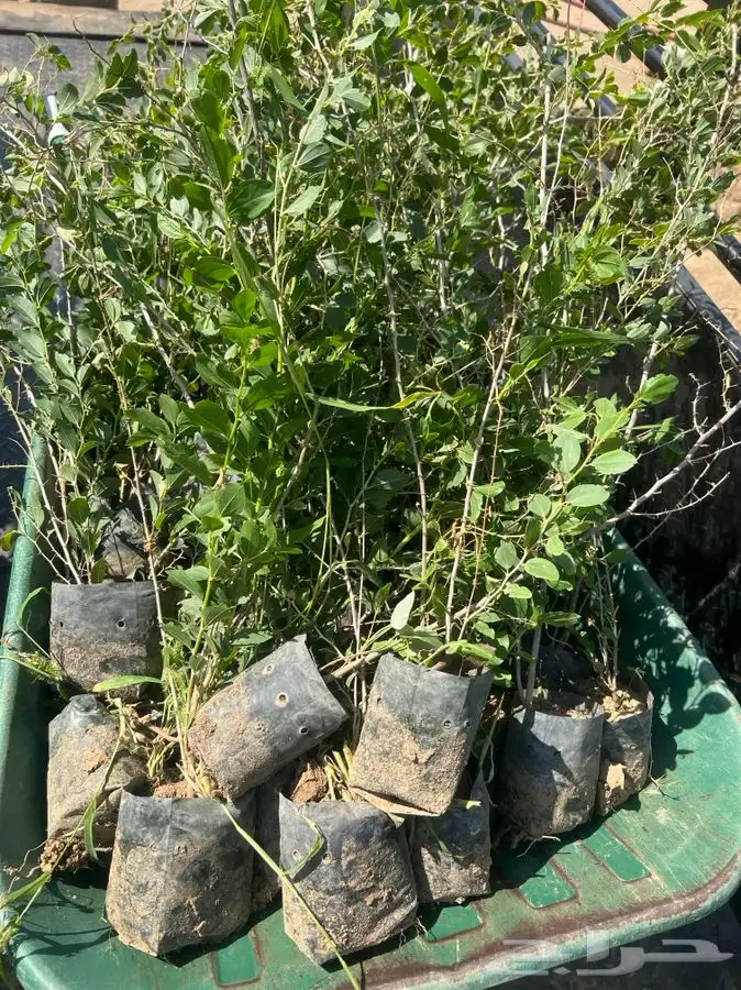 شتلات بريه 0