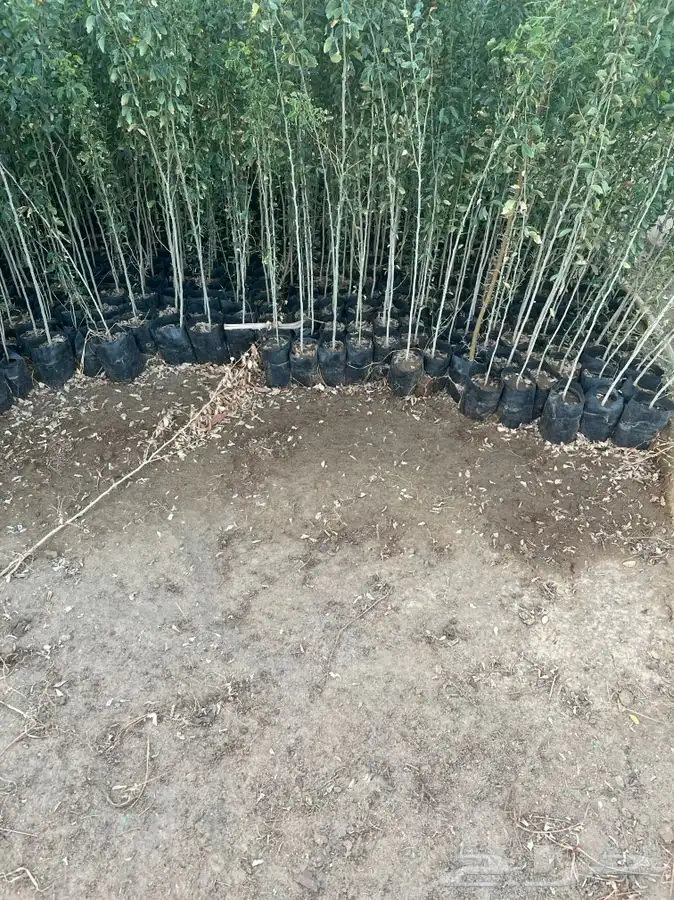 شتلات بريه 1