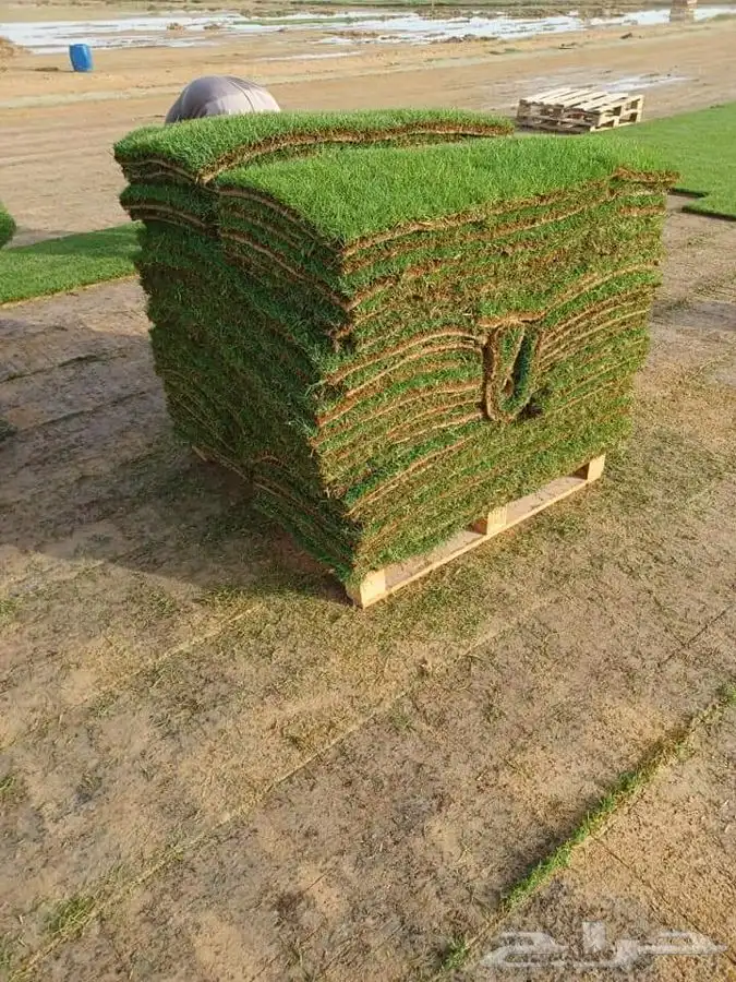 ثيل cl2000 الخرج نخل وشنطونيه 51