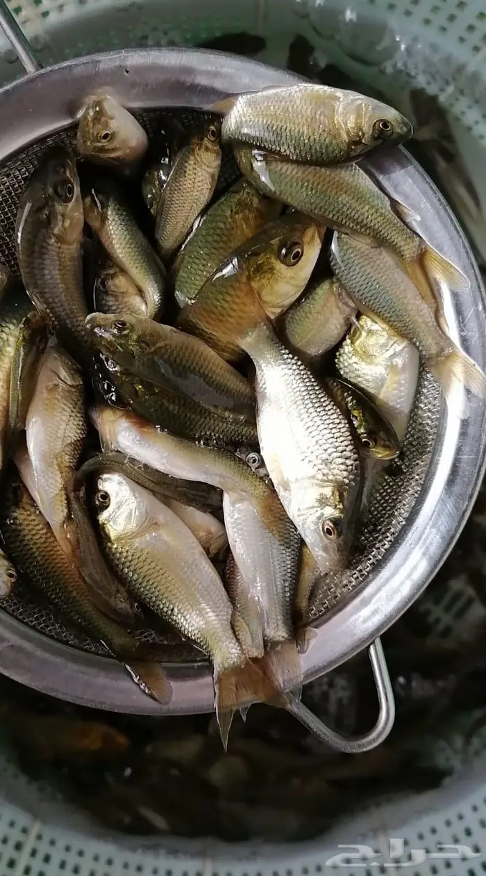 زريعه سمك بلطي وكارب 1