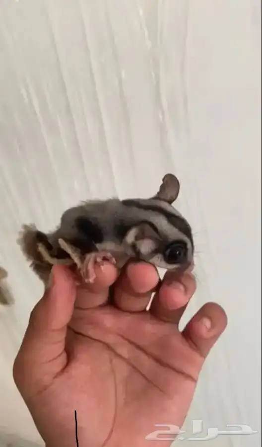 شوقر قلايدر السنجاب الطائر 2