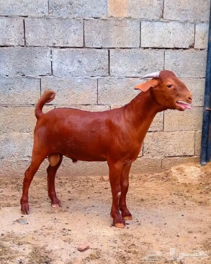 كلهاري تم البيع 3