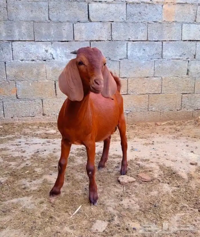 كلهاري تم البيع 2