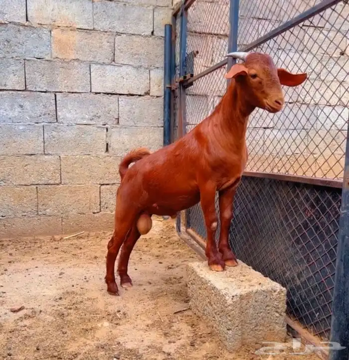 كلهاري تم البيع 0