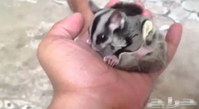 شوقر قلايدر السنجاب الطائر 1