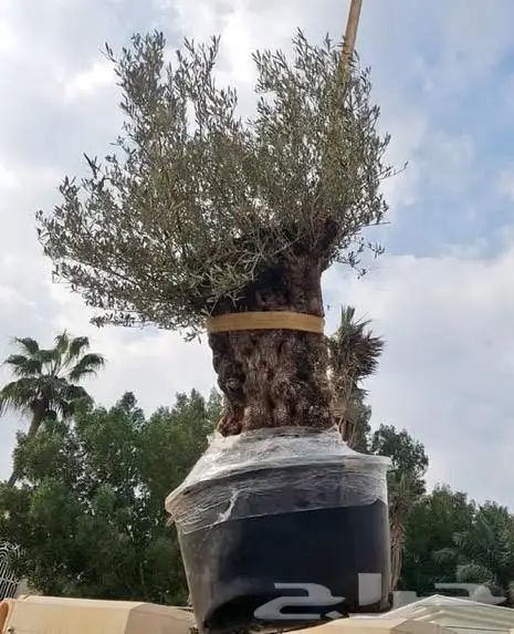 زيتون لاندسكيب Landscepe 3