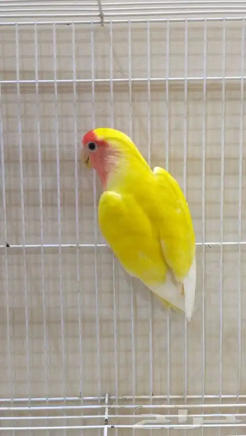 انثى روز رد فيس 4