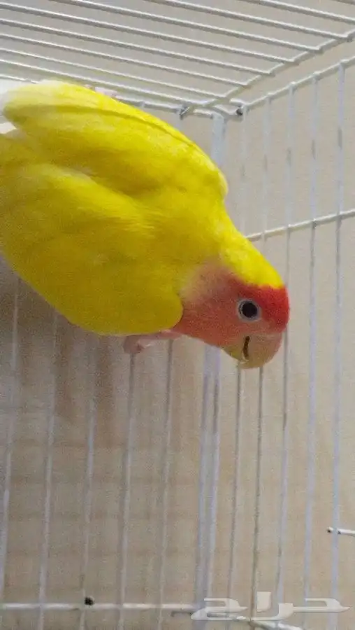 انثى روز رد فيس 3