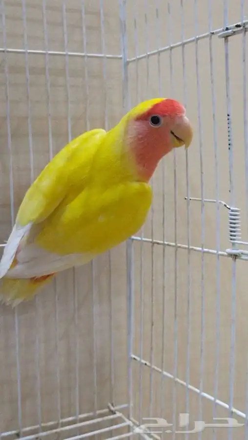 انثى روز رد فيس 1