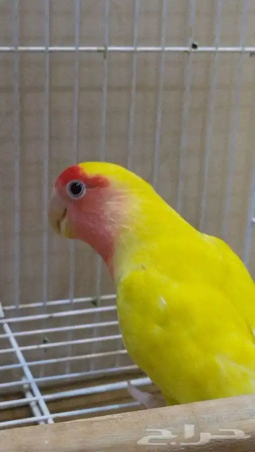 انثى روز رد فيس 2