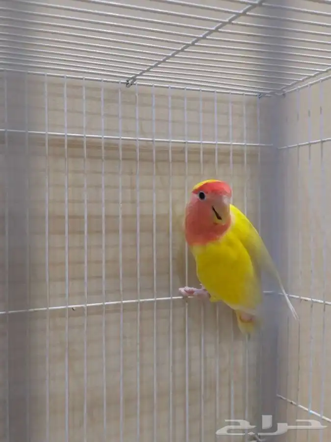 انثى روز رد فيس 5