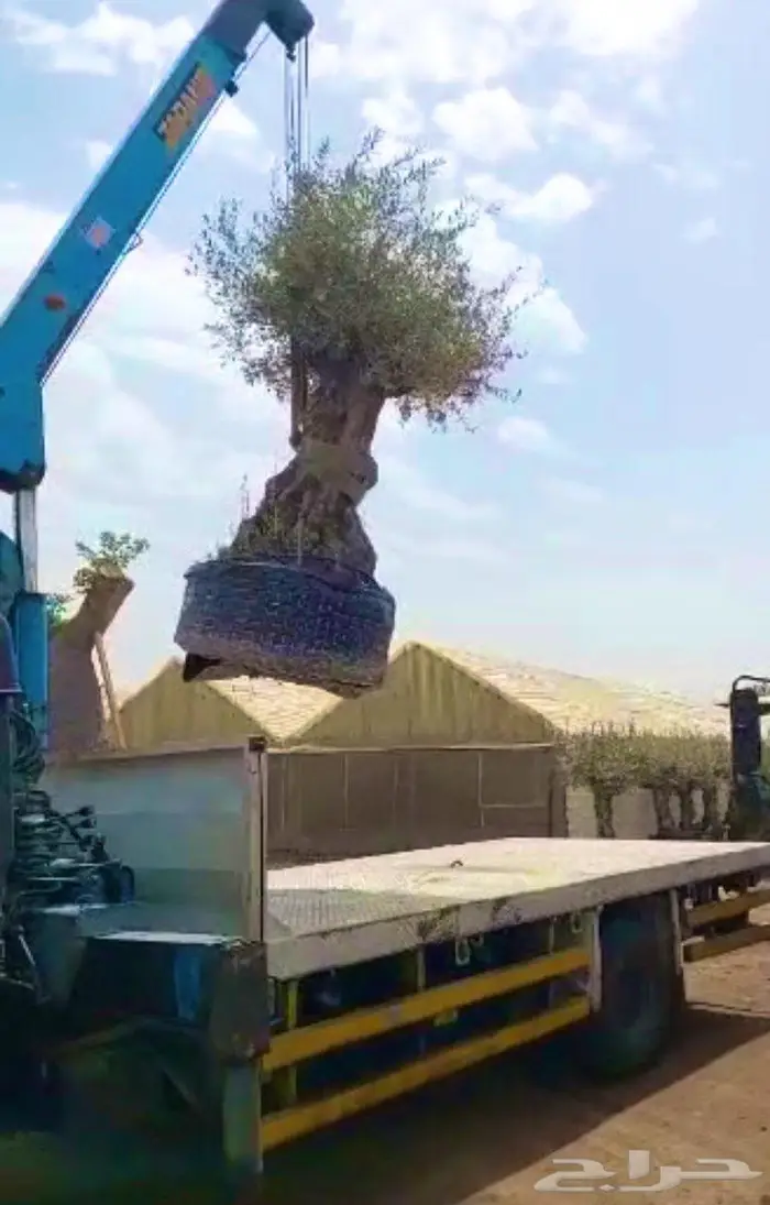 زيتون لاندسكيب Landscepe 2