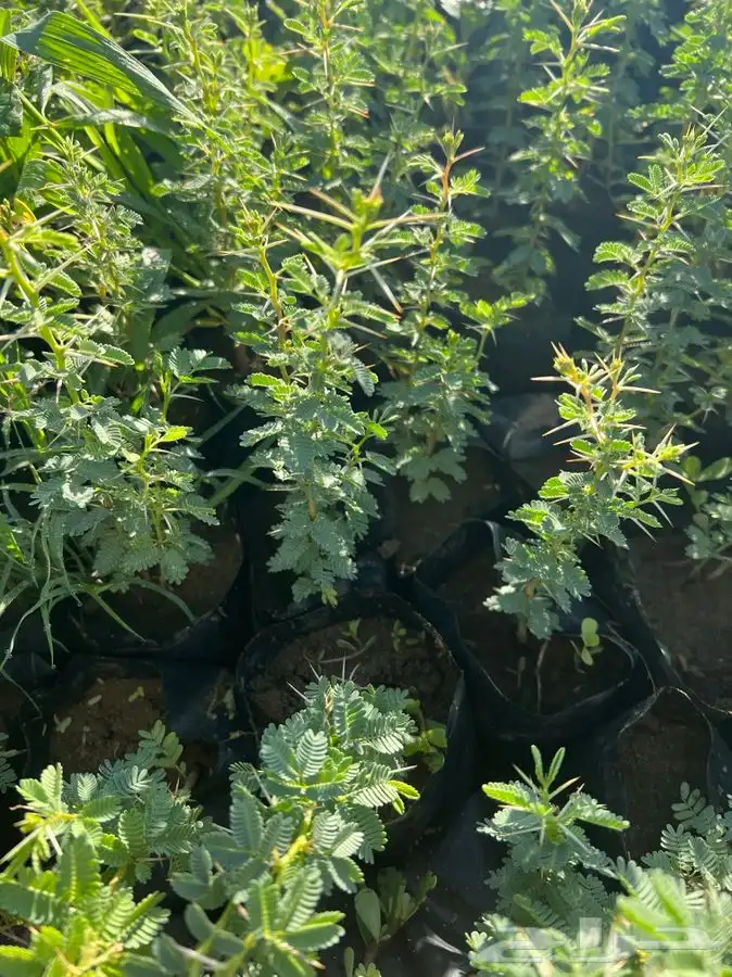 شتلات برية 0