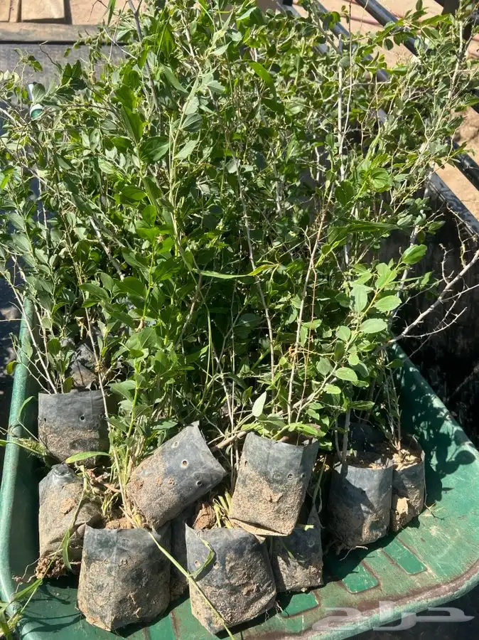 شتلات برية 0