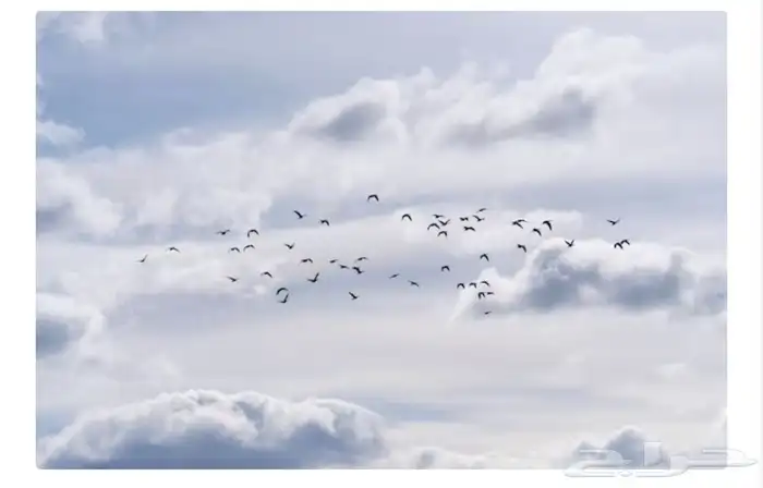 شقة الملقا لوحات جدارية فخامه و راقيه التفصيل حسب الطلب 7