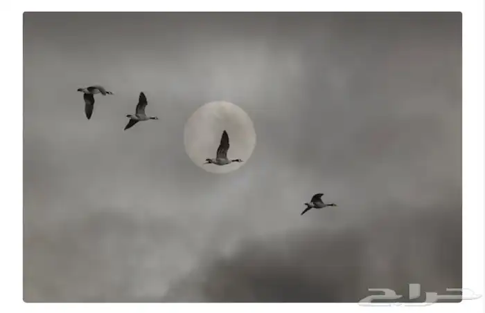 شقة الملقا لوحات جدارية فخامه و راقيه التفصيل حسب الطلب 6