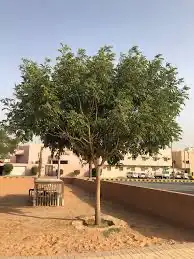 شجرة اللبخ ( ذقن الباشا) 0