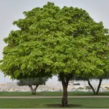 شجرة اللبخ ( ذقن الباشا) 3