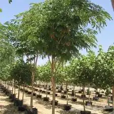 شجرة اللبخ ( ذقن الباشا) 2