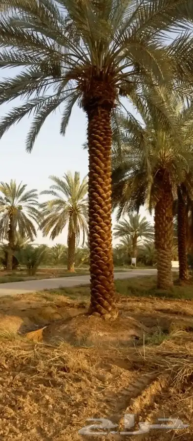 نخيل عربي   نخل زينه   نقايل   غرس نخل 7