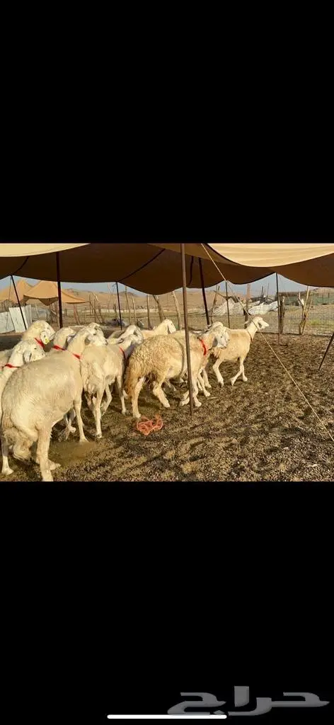 غنم حرية منوة القناي 43 بلفحل 5