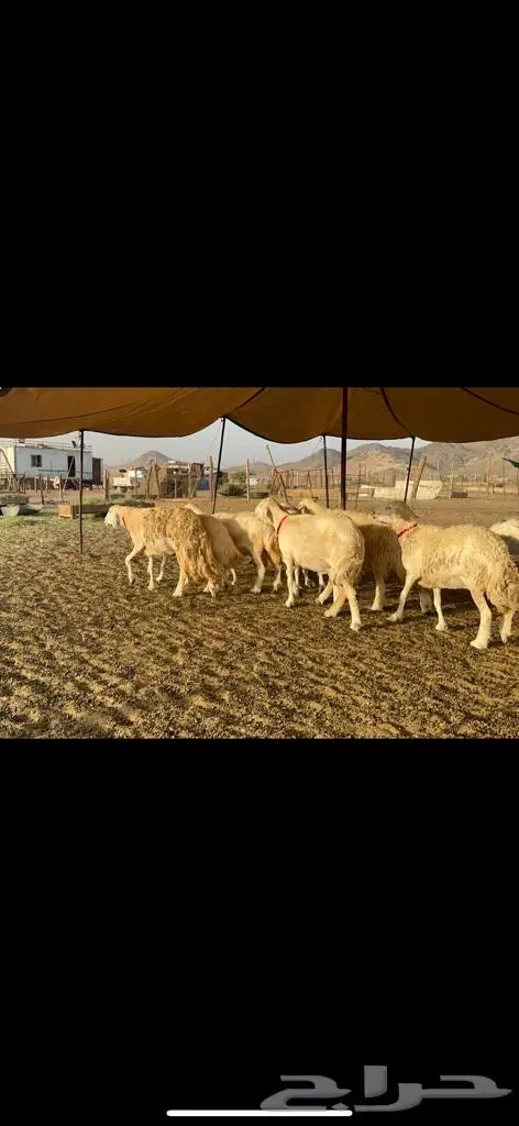 غنم حرية منوة القناي 43 بلفحل 6