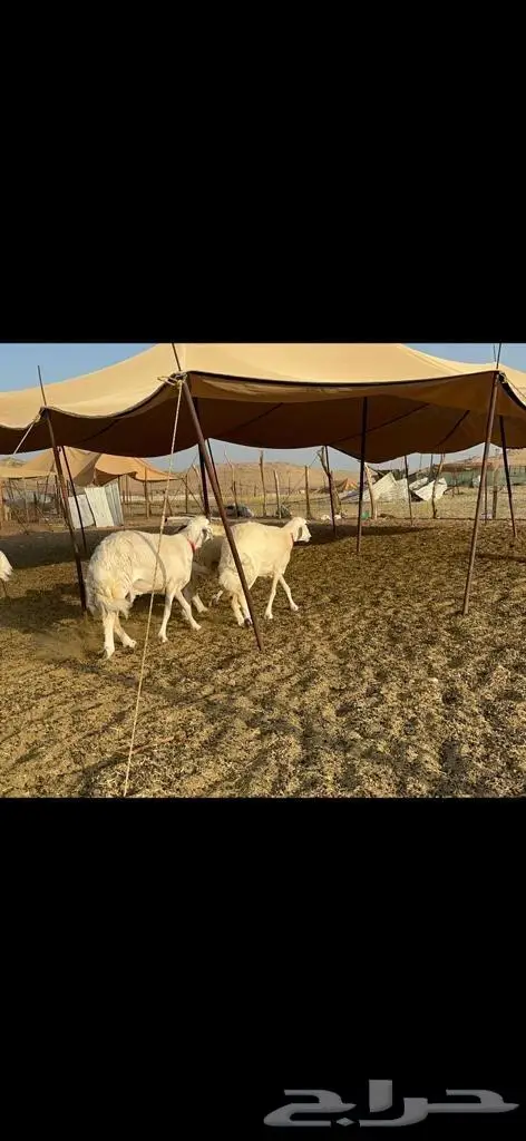 غنم حرية منوة القناي 43 بلفحل 7