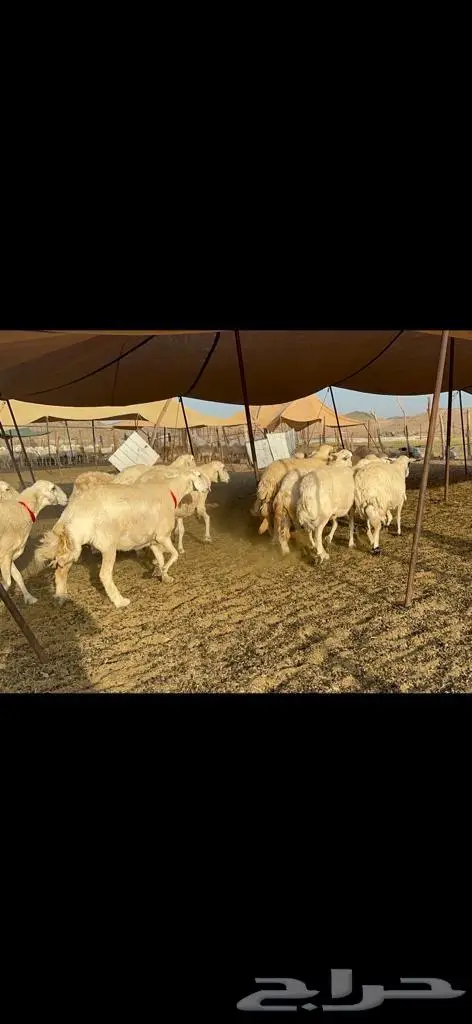 غنم حرية منوة القناي 43 بلفحل 8