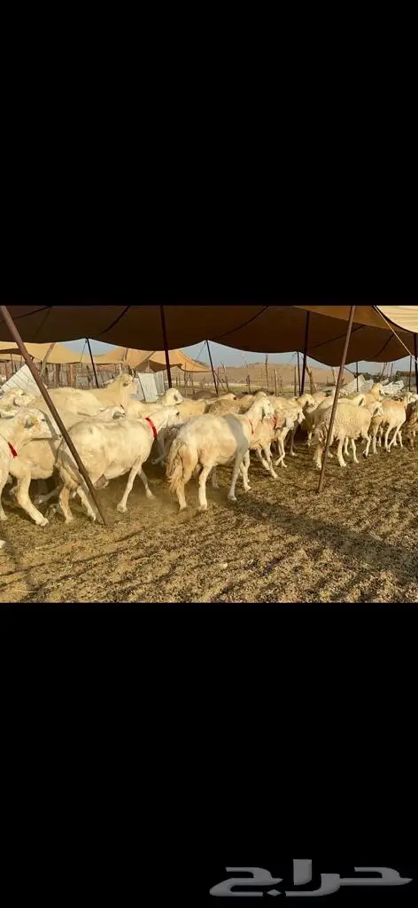 غنم حرية منوة القناي 43 بلفحل 9