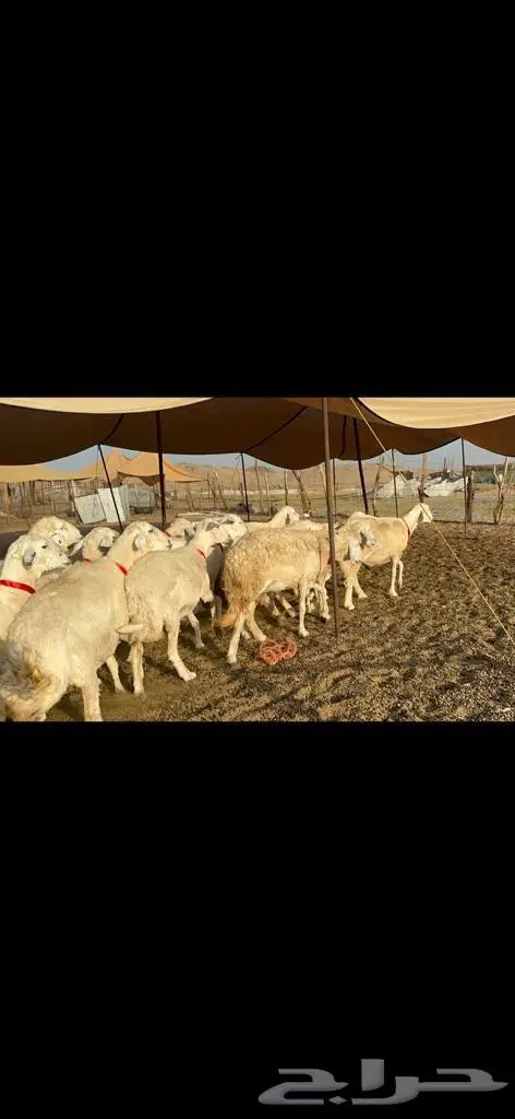 غنم حرية منوة القناي 43 بلفحل 10