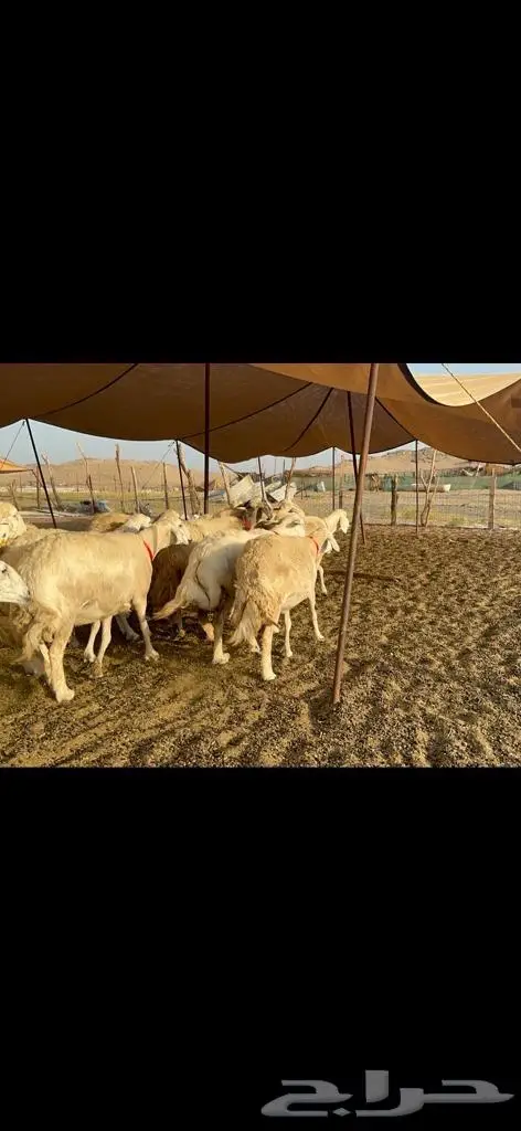 غنم حرية منوة القناي 43 بلفحل 0