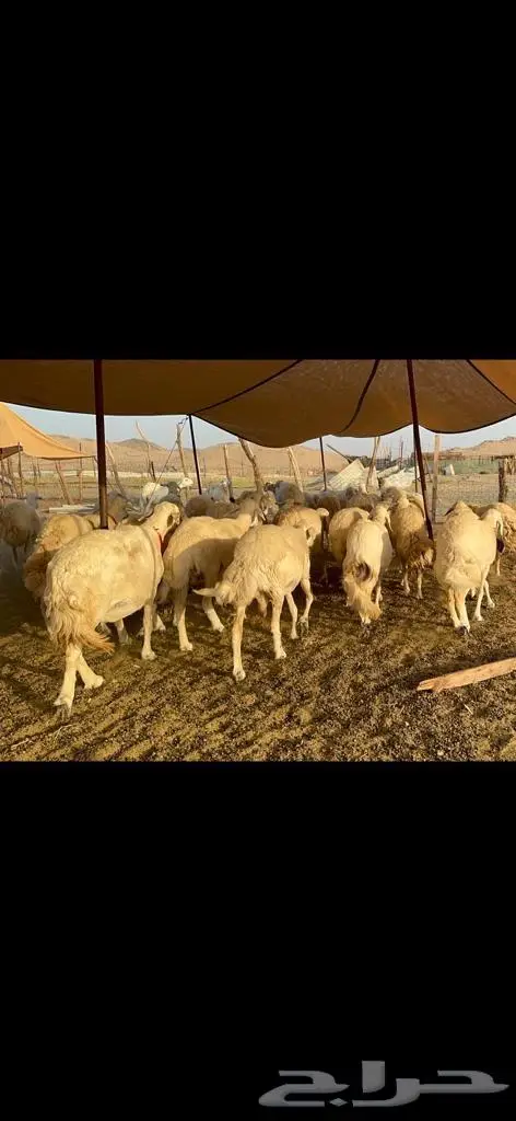 غنم حرية منوة القناي 43 بلفحل 1