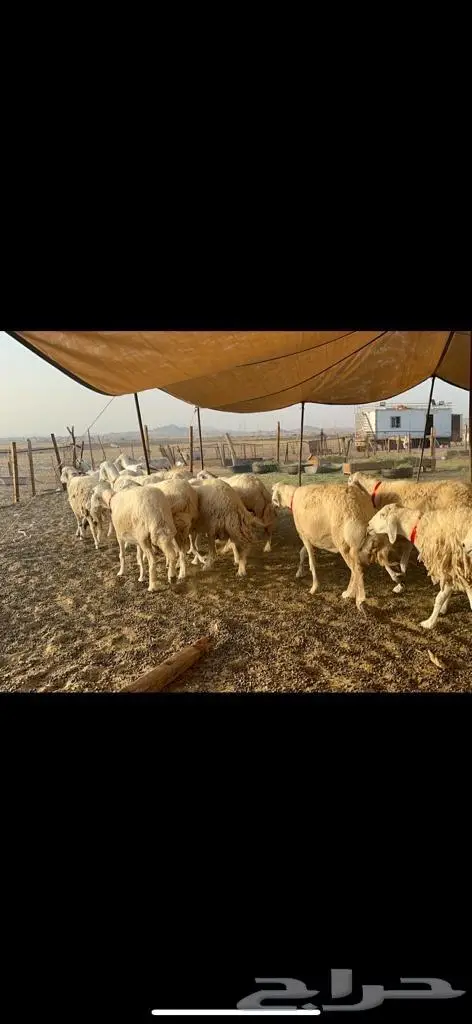 غنم حرية منوة القناي 43 بلفحل 2
