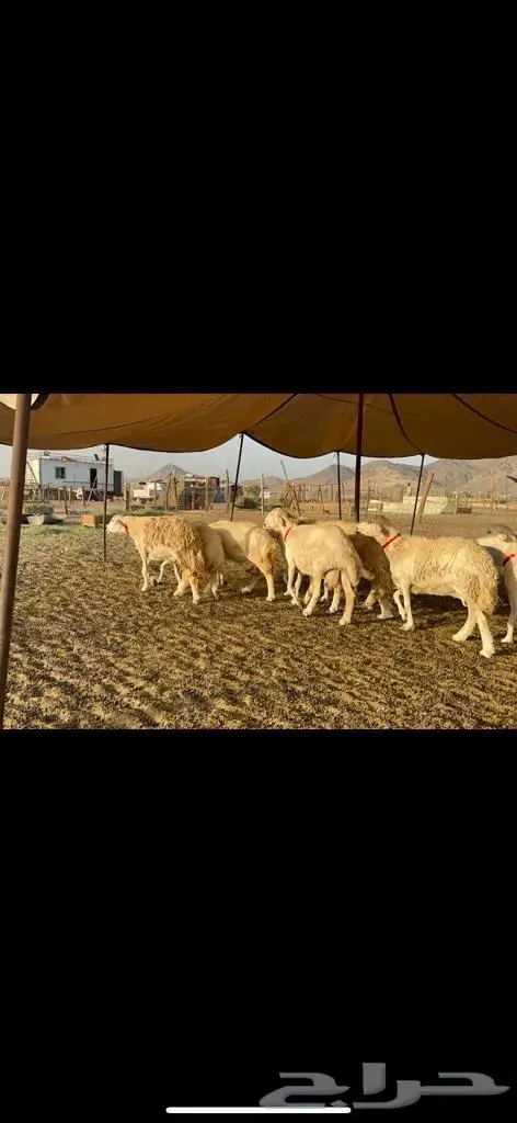 غنم حرية منوة القناي 43 بلفحل 3