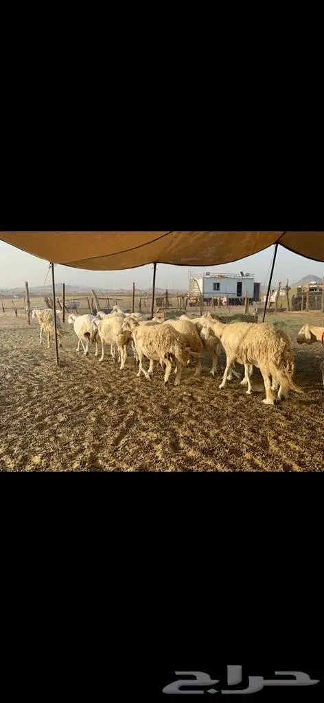 غنم حرية منوة القناي 43 بلفحل 4