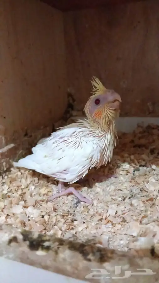 تم البيع والتصدق بالعمولة 0