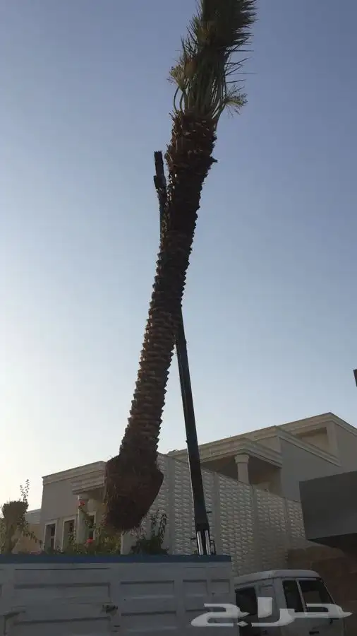 نخيل عربي   نخل زينه   نقايل   غرس نخل 5